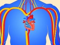為什么心臟會(huì)不停地跳動(dòng)